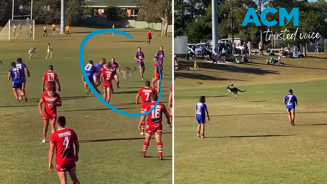 Only in Australia: 'Rogue kangaroos' invade pitch during rugby game