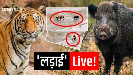 पानी की तलाश में जब हुआ जंगली सुअर और बाघ का सामना, नहीं हो पाया शिकार, देखिए लड़ाई का लाइव Video