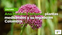 Ana Melania Pechené, plantas medicinales y su legado en Colombia