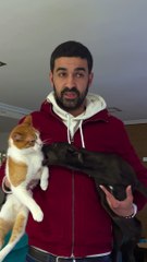 Dog Persists to Pester Cat