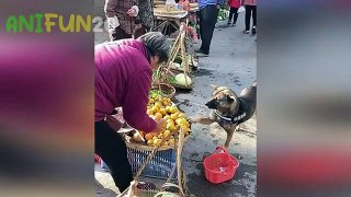 best funniest animal videos 2023  funny cat videos  funny dogs videos Ep3_360p