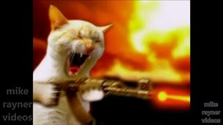 Best funny animals cats videos 2023