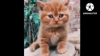 Animal funny video cats and dogs 2023