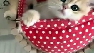 Cute animals_funny video