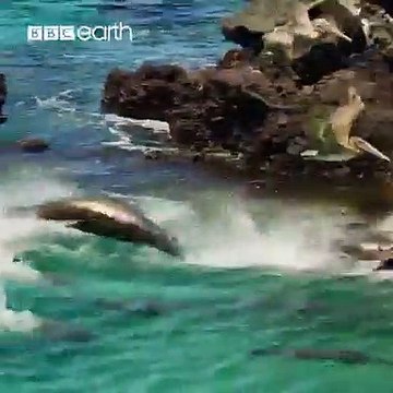 You've probably never seen sea lions hunt like this before! #WorldOceanWeek