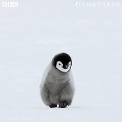 IT'S SO FLUFFY!   #Dynasties