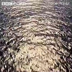 Did you know only one in a million yellowfin tuna make it to the age of three?  These tuna hatchlings must survive against the odds, facing attacks from both the skies above and the deep sea below...