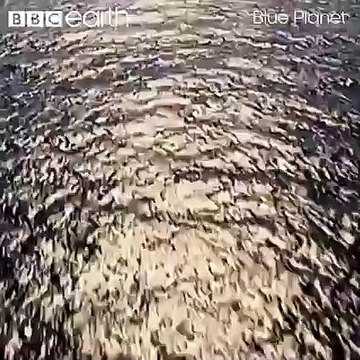 Did you know only one in a million yellowfin tuna make it to the age of three? These tuna hatchlings must survive against the odds, facing attacks from both the skies above and the deep sea below...