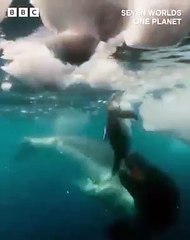 The odds are stacked against this tiny little penguin - can it survive this seal pursuit?