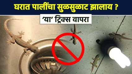 घरातल्या पाली दूर होतील फक्त 5 टिप्स वापरा | How to Get Rid of Lizards at Home | Lokmat Sakhi | RI3