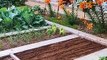 how to growth vegetable _gardening ideas for home