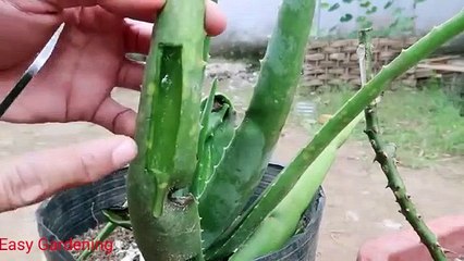 How to propagate roses with aloe leaves and unexpected ending