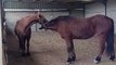 Horses Give Each Other Kisses