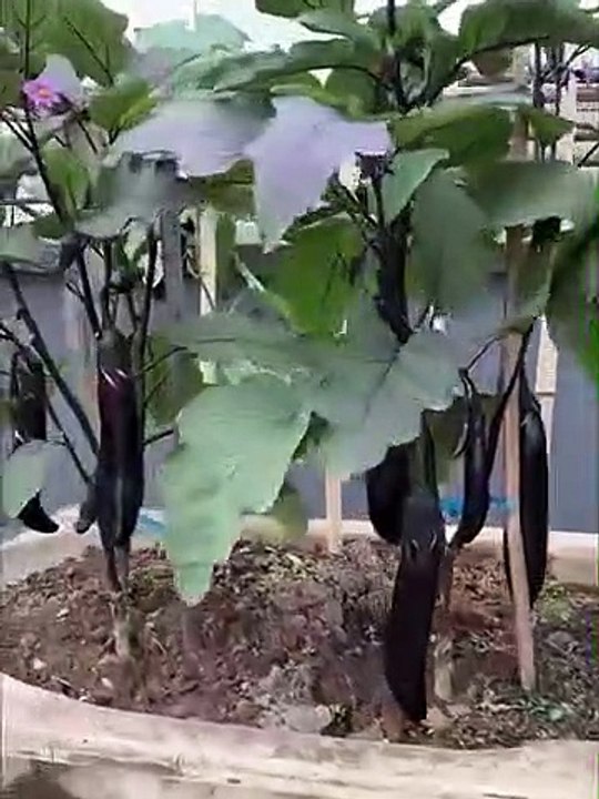 Rooftop Garden