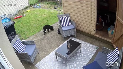 Bunny Bullies Poor Puppy