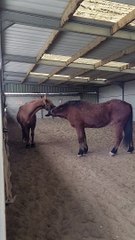 Horses Give Each Other Kisses