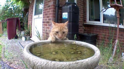 Cat Drinks From Birdbath