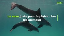 Le sexe juste pour le plaisir chez certains animaux