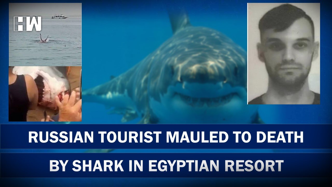 russian tourist tiger shark egypt