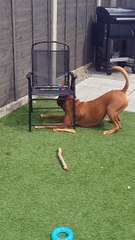 The Chair Has Stolen My Ball