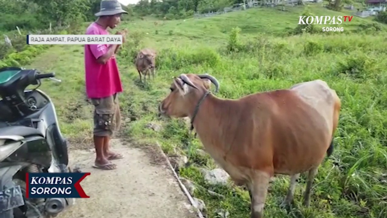 Jelang Idul Adha Harga Hewan Kurban Sapi di Papua Barat Daya Naik