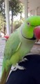 Cute Talking Parrot