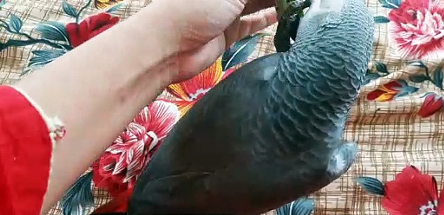 African Grey Parrot