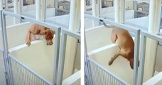 Un chien de refuge escalade le mur de son enclos pour rejoindre son meilleur ami dans le box voisin