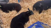 Royal Cornwall show 2023 - sheep section