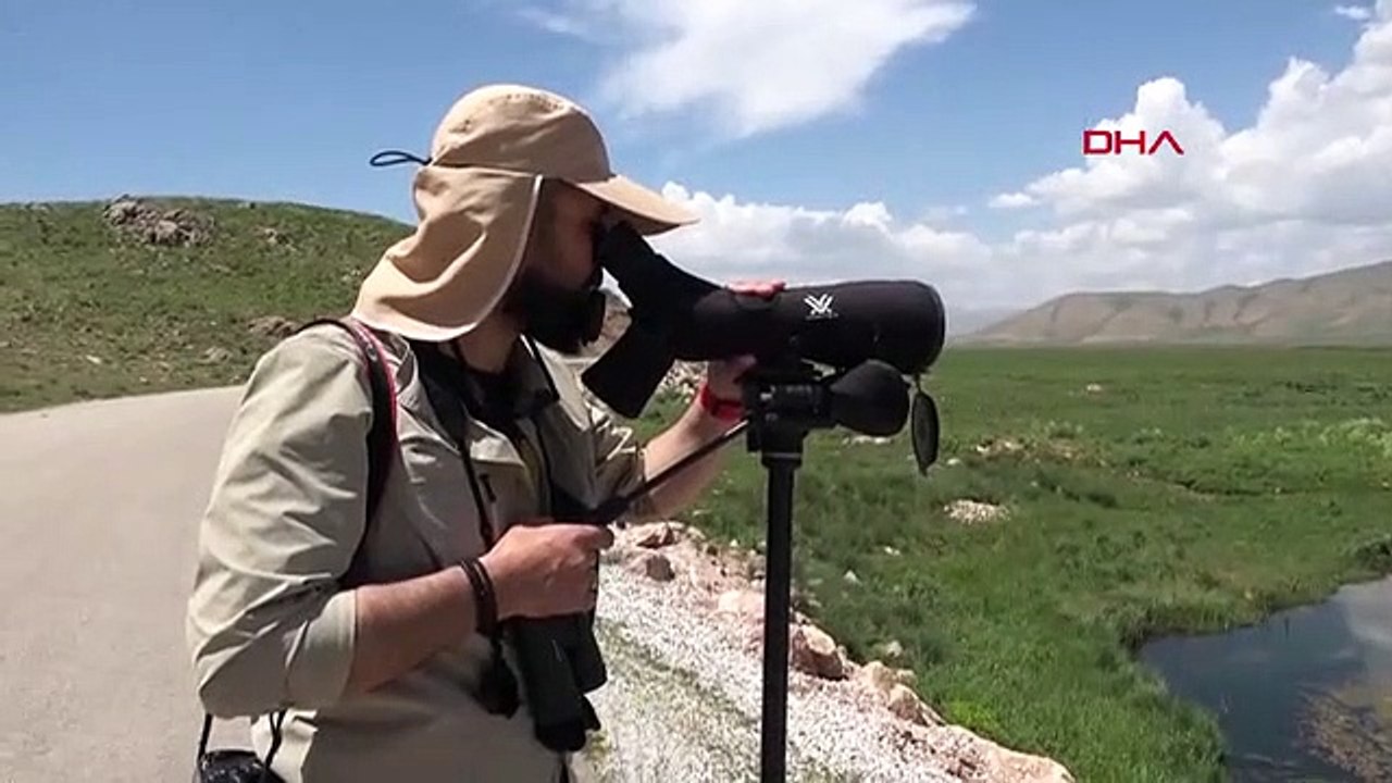 Il y a une diminution de 50% du nombre d'oiseaux dans les marais de Nehil à Hakkari.