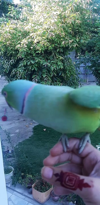 Angry Talking Parrot