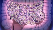 Viaggio nel microbiota: 'Estroboloma e testroboloma, il ruolo dei batteri in Medicina di genere'