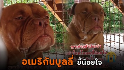 น่าสงสาร เจ้าหมาขี้น้อยใจ ร้องไห้สะอึกสะอื้น หลังถูกเจ้านายจับขังอยู่ในกรง
