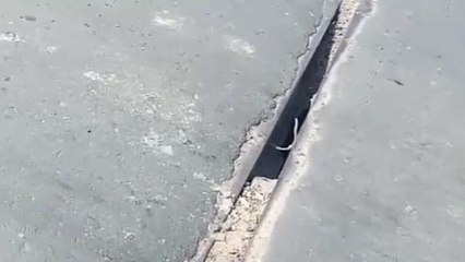 खबर का असर: बेगूसराय में जर्जर पुल पर जिला प्रशासन ने परिचालन रोका, देखिये वीडियो