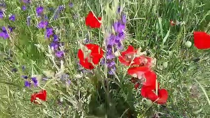 Les fleurs qui fleurissent après la pluie ont créé un festin visuel