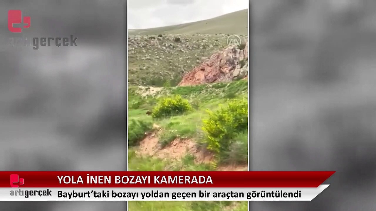 Yola inen bozayı kamerada