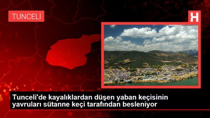 Tunceli'de kayalıklardan düşen yaban keçisinin yavruları sütanne keçi tarafından besleniyor