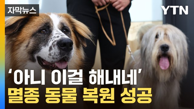 [자막뉴스] 멸종 '토종견' 집단 복원 성공...국내 연구진이 해냈다 / YTN