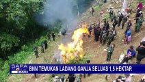 BNN Temukan 1,5 Hektar Ladang Ganja, Petugas Lakukan Pemusnahan dengan Cara Dibakar!