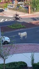 Una vaca deambula por las calles del polígono de Toledo