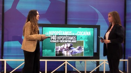 HIPOPOTAMOS 8