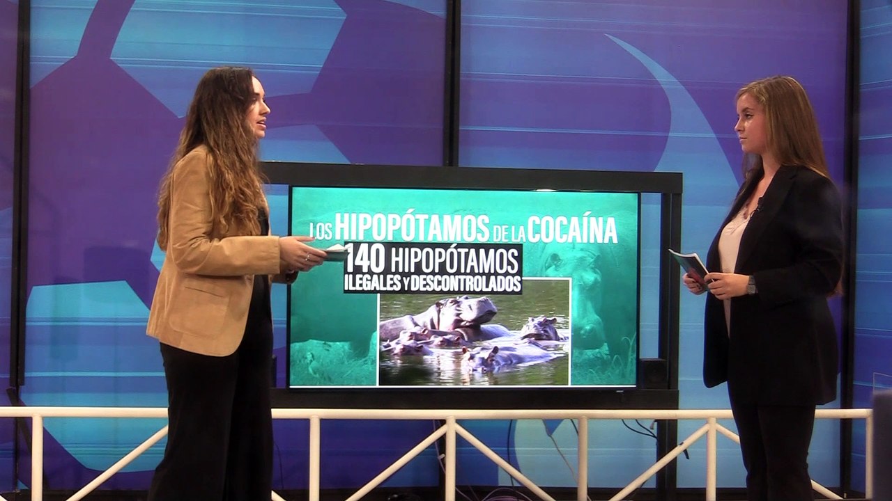 HIPOPOTAMOS 8