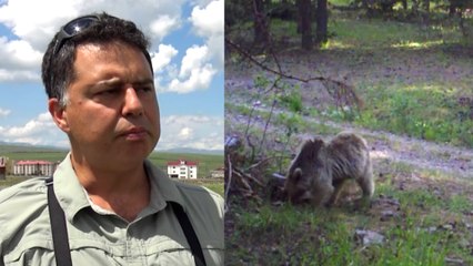 Kovid-19 kaynaklı kısıtlama sürecinde, yabani memelilerin daha fazla hareket ettiği tespit edildi