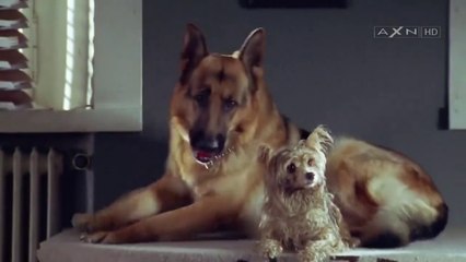 Υπαστυνόμος Ρεξ [S08E04] - Ένας Τετράποδος Μάρτυρας