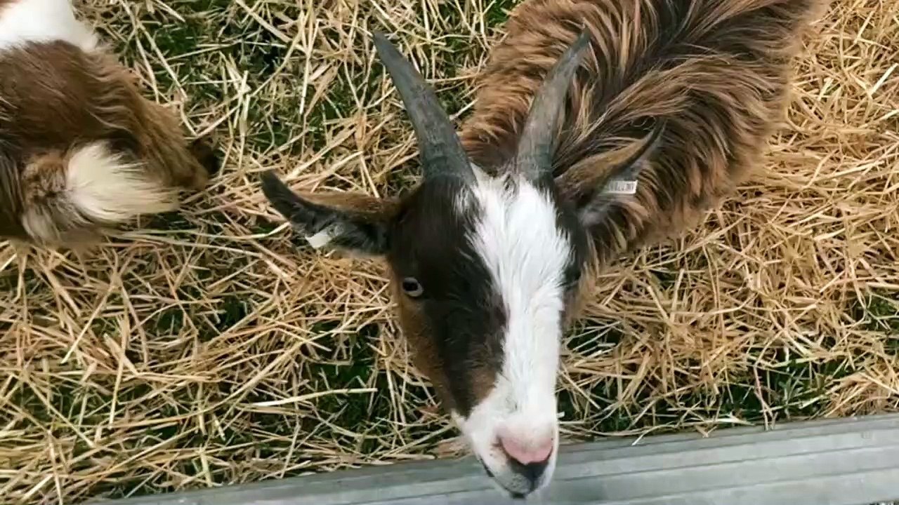 Goats at Royal Cornwall Show 2023 - video Dailymotion