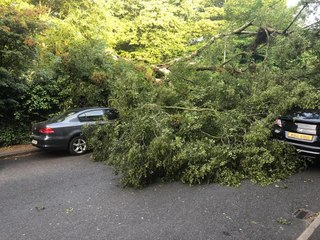 ‘Close shave’ for residents as birch tree collapses onto car in Crawford Square