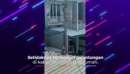 KELAPARAN, Puluhan Monyet 'Kepung' Rumah Elit Warga Depok