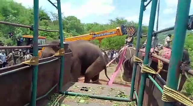 கர்நாடகாவில் 2 பேரை கொன்ற காட்டு யானை 5 கும்கிகளின் உதவியுடன் பிடிபட்டது