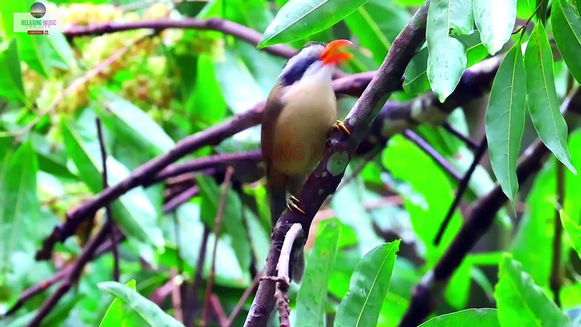 ⁣Relaxing Music With Beautiful Bird Song, Nature Sounds, Sleep Music, Mind Fresh Music, Calm Sound