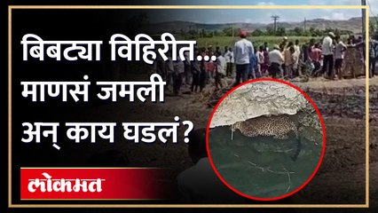 बिबट्या रात्रभर विहिरीत..सकाळी माणसं जमली तेव्हा काय घडलं? Leopard fell into well | Sangli News |AM3